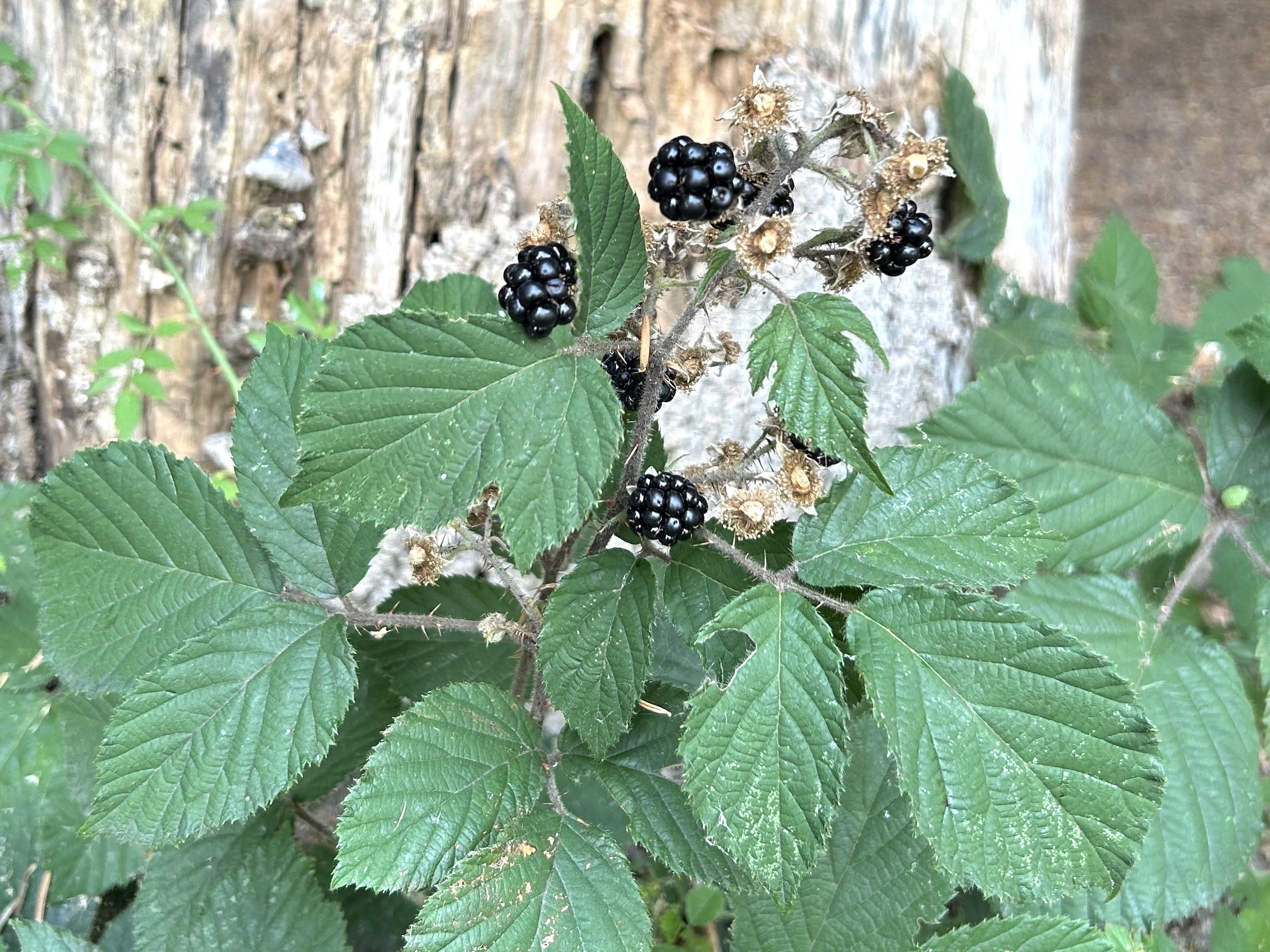 Tibetisch-energetische Rückenmassage